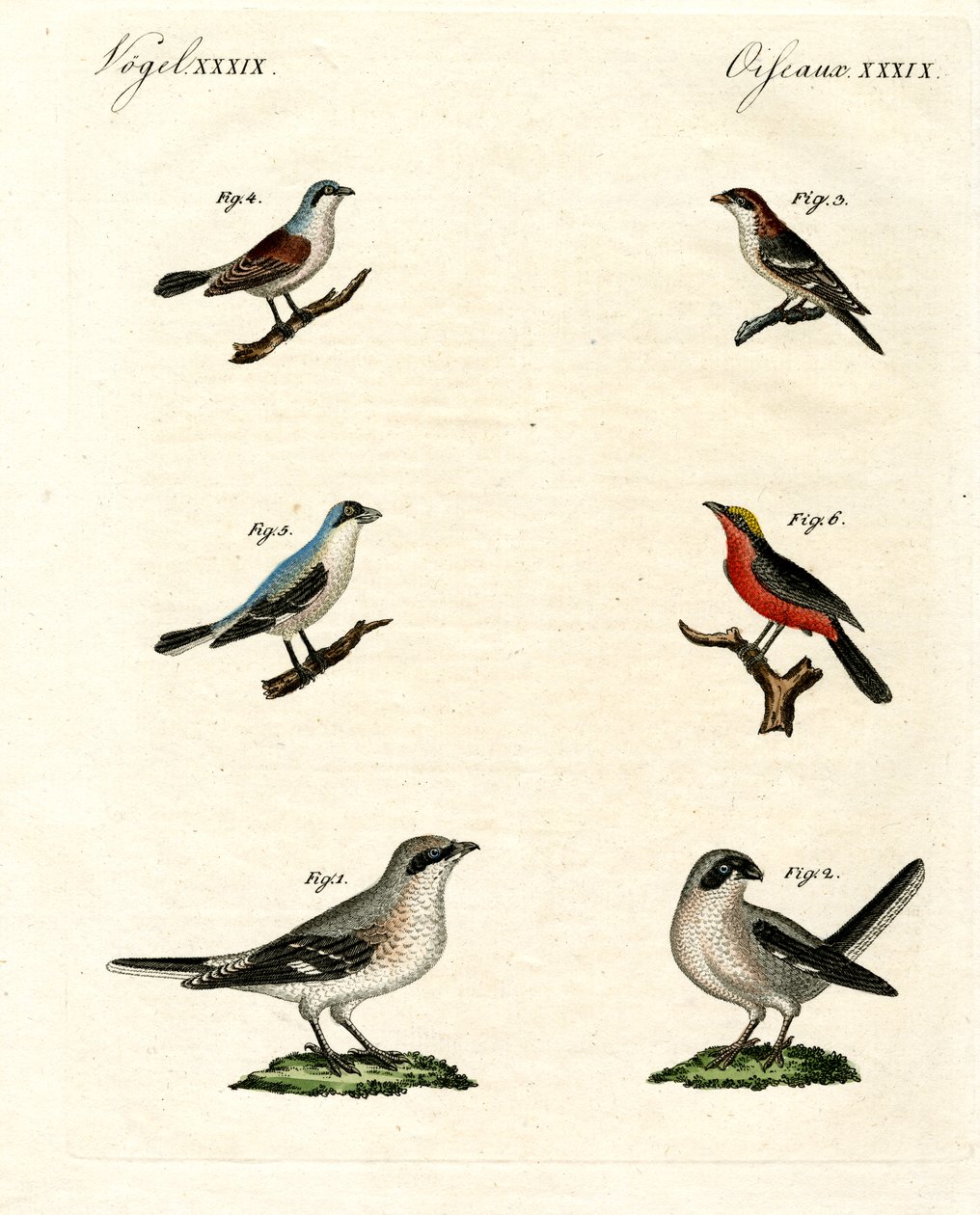 Ulike typer shrikes av German School