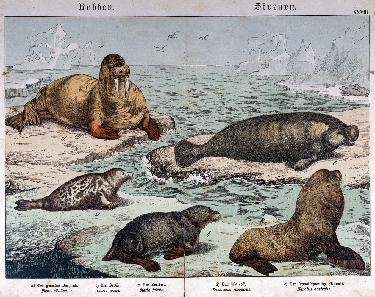 Ulike typer sel (marmorert sel til venstre), hvalross (øverst til venstre) og sjøløver - i "Natural history of pattedyr", red. Schreiber, München av German School