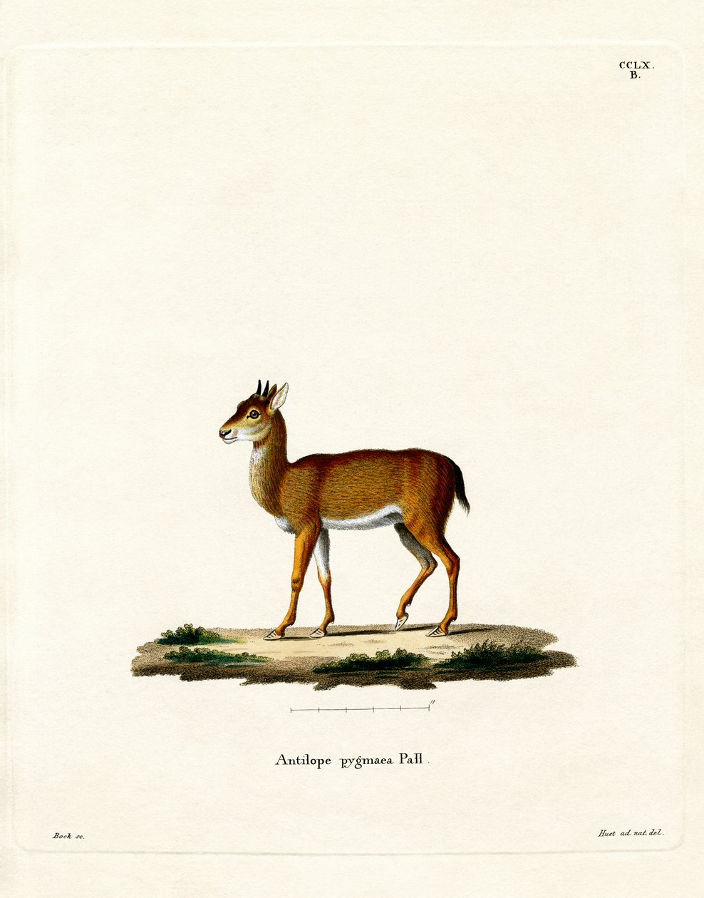 Dik-dik (farget gravering) av German School