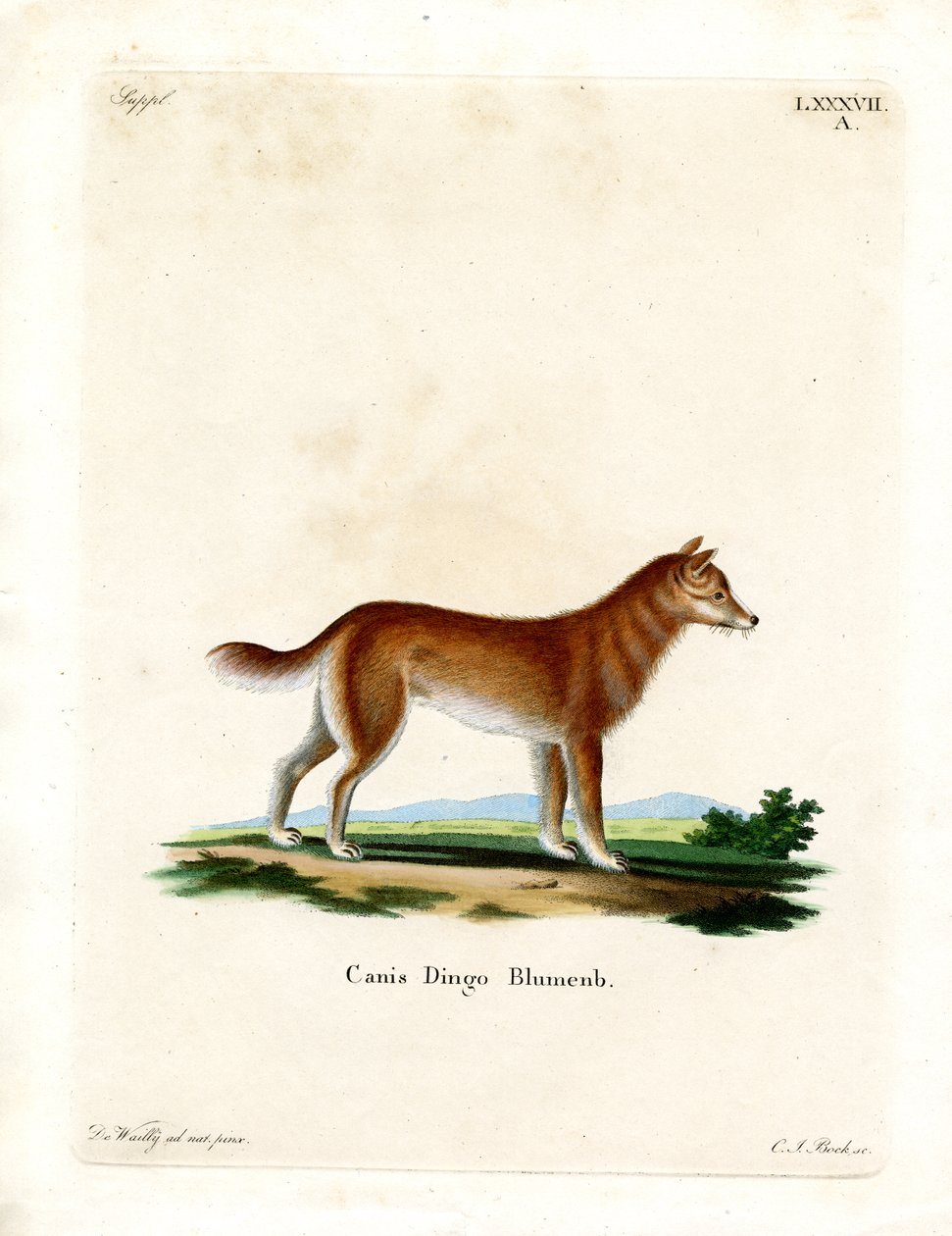 Dingo (farget gravering) av German School