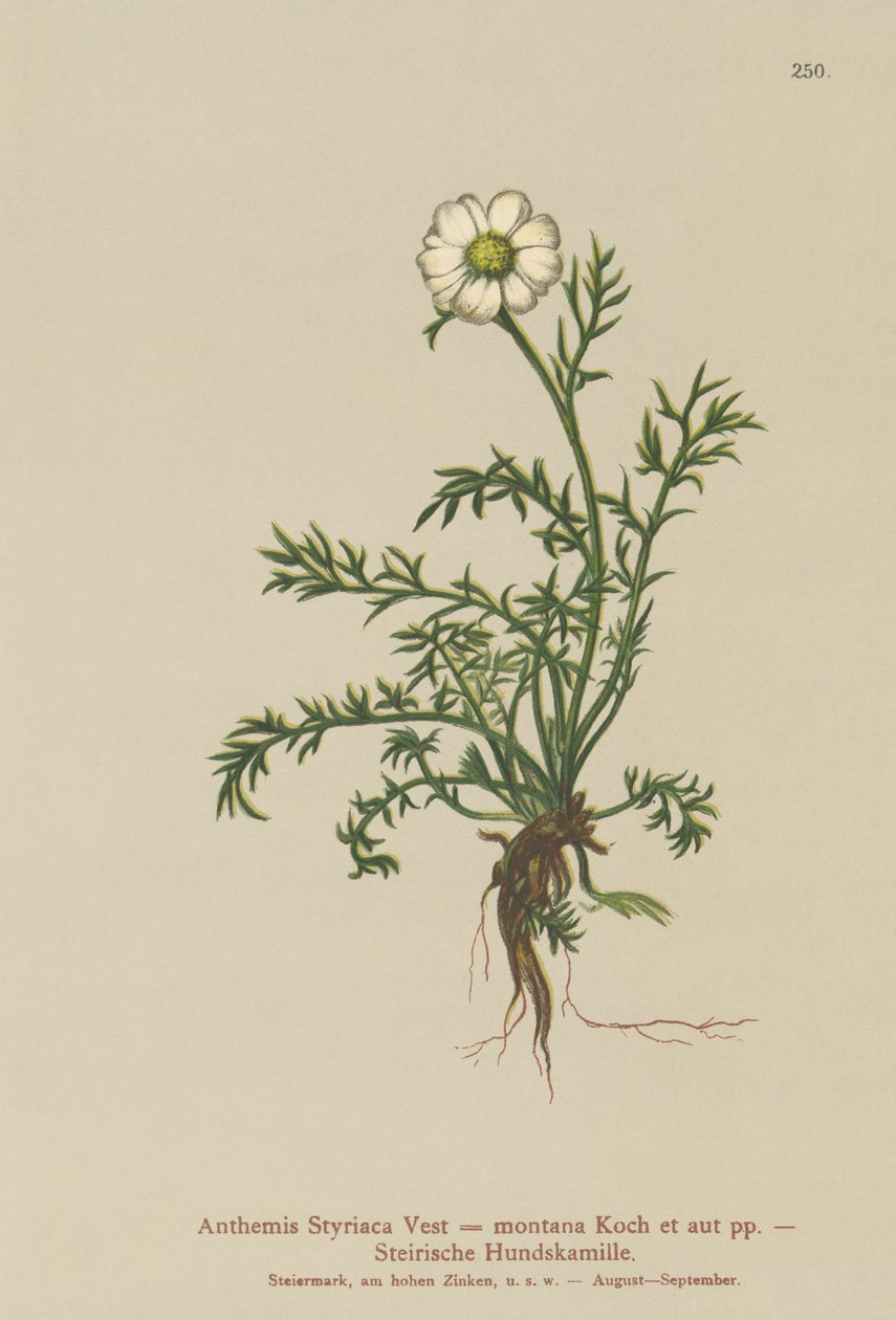 Hundefennikel (Anthemis Styriaca, Anthemis montana) av German School
