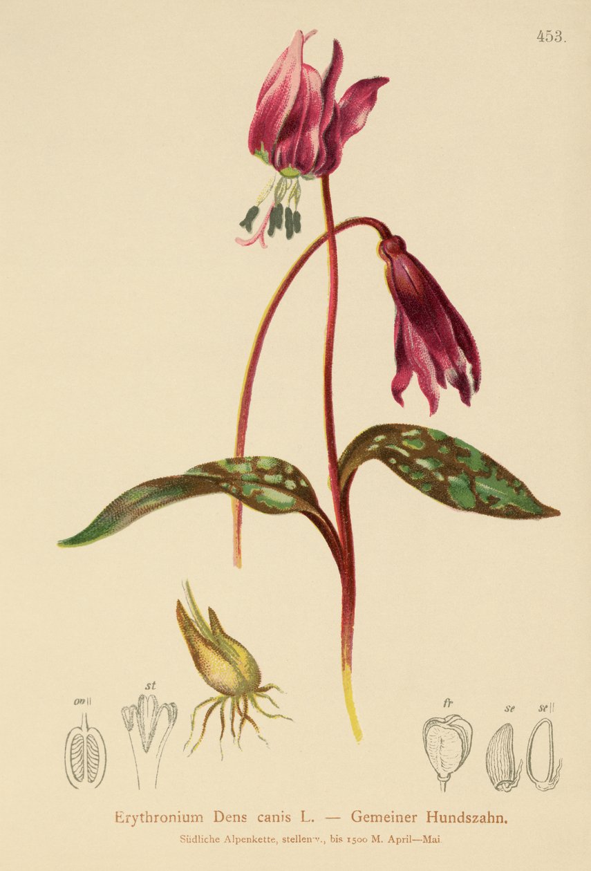 Hundetannfiolett (Erythronium Dens canis, Erythronium caninum) av German School