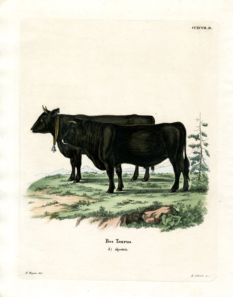 Tamfe (farget gravering) av German School