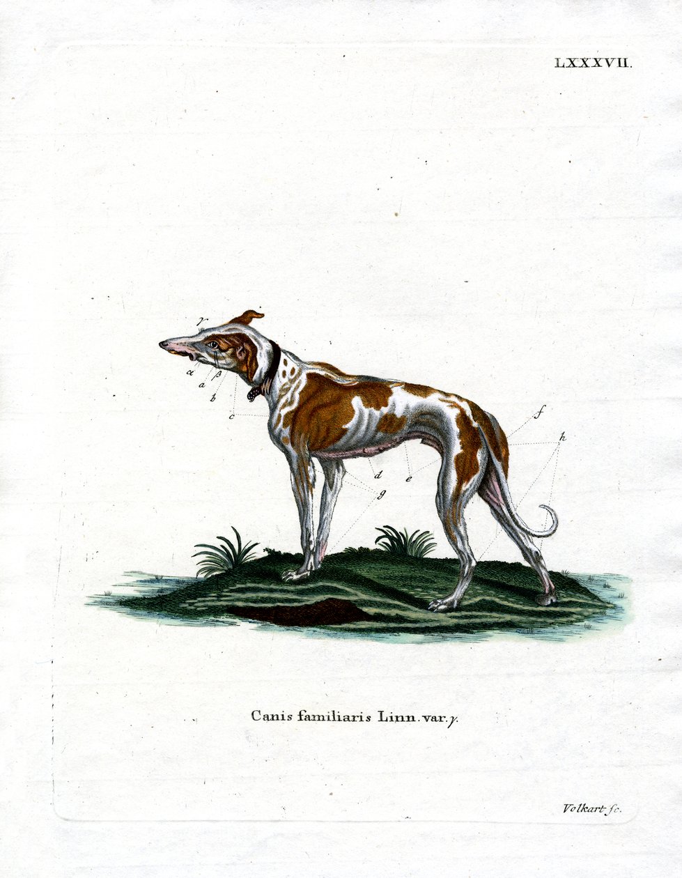 Tamhund (farget gravering) av German School