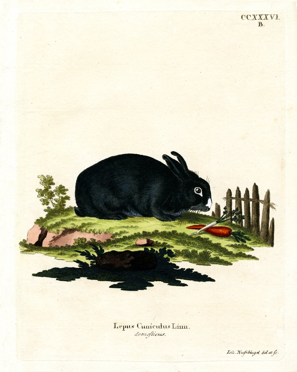 Tamkanin (farget gravering) av German School