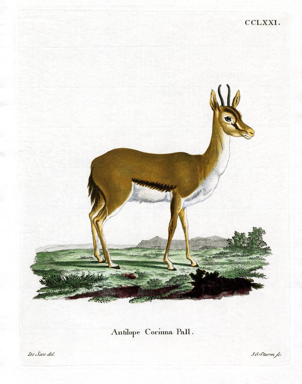 Dorcas Gazelle (farget gravering) av German School