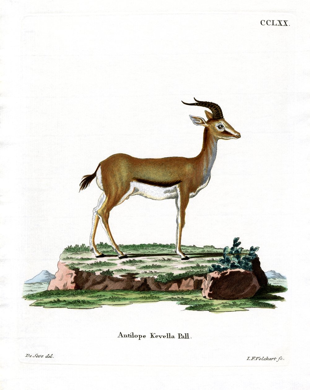 Dorcas Gazelle (farget gravering) av German School