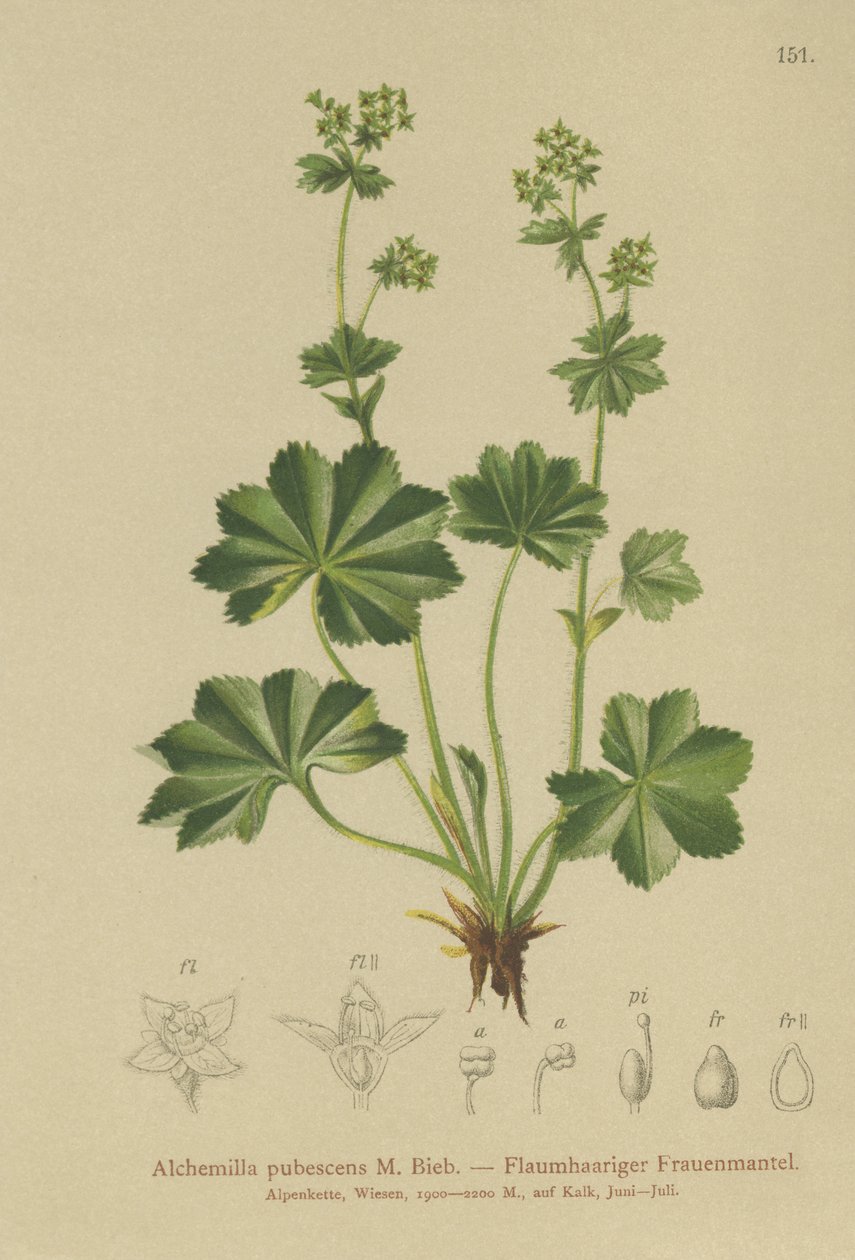 Downy Ladys Mantle (Alchemilla pubescens, Alchemilla glaucescens, ) av German School