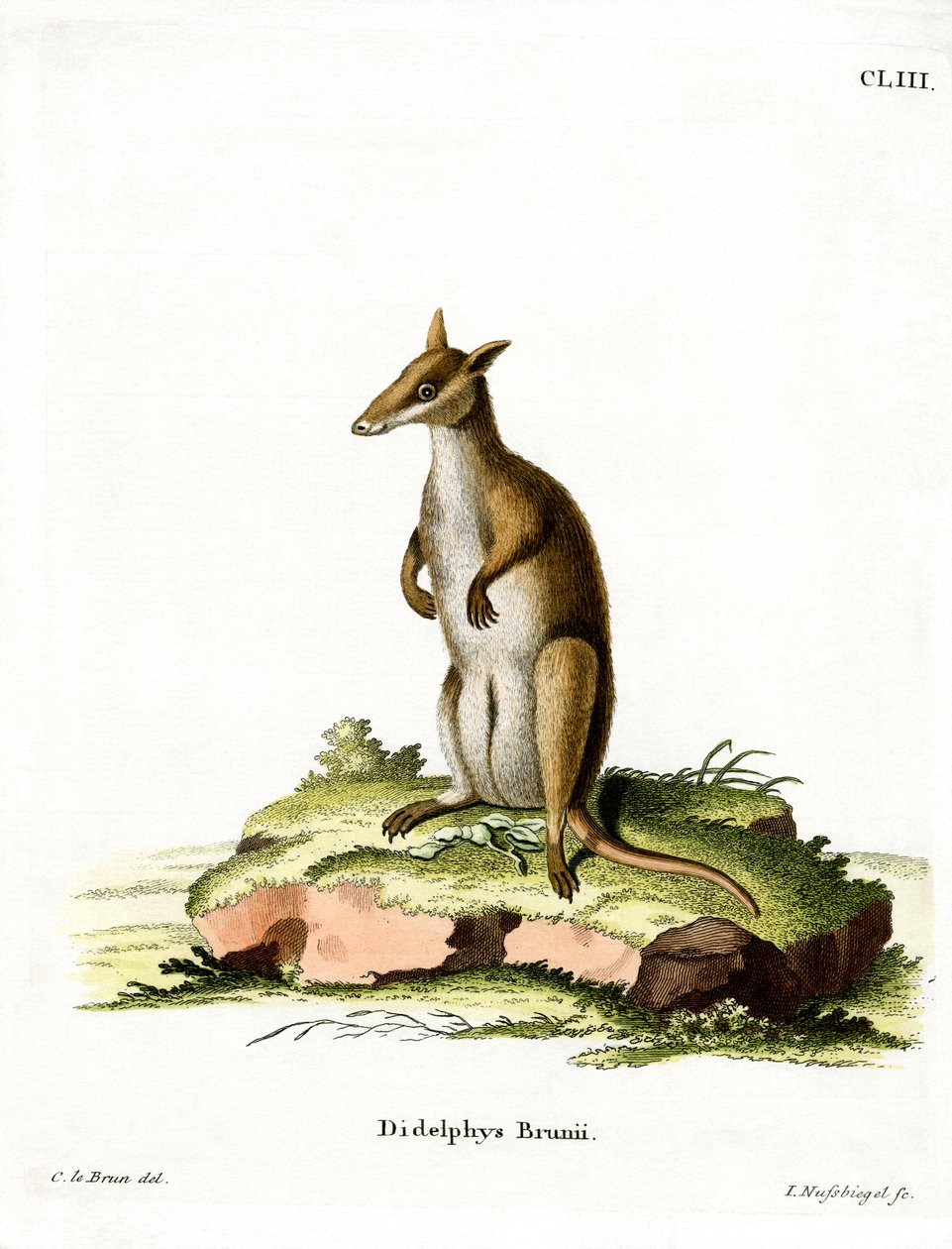 Dusky Wallaby (farget gravering) av German School