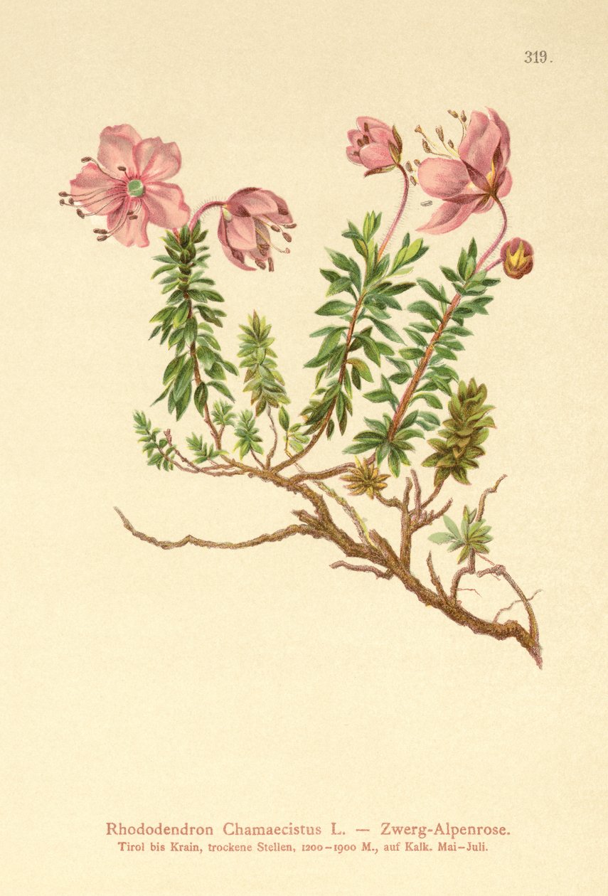 Dverg alpenrose (Rhododendron Chamaecistus) av German School