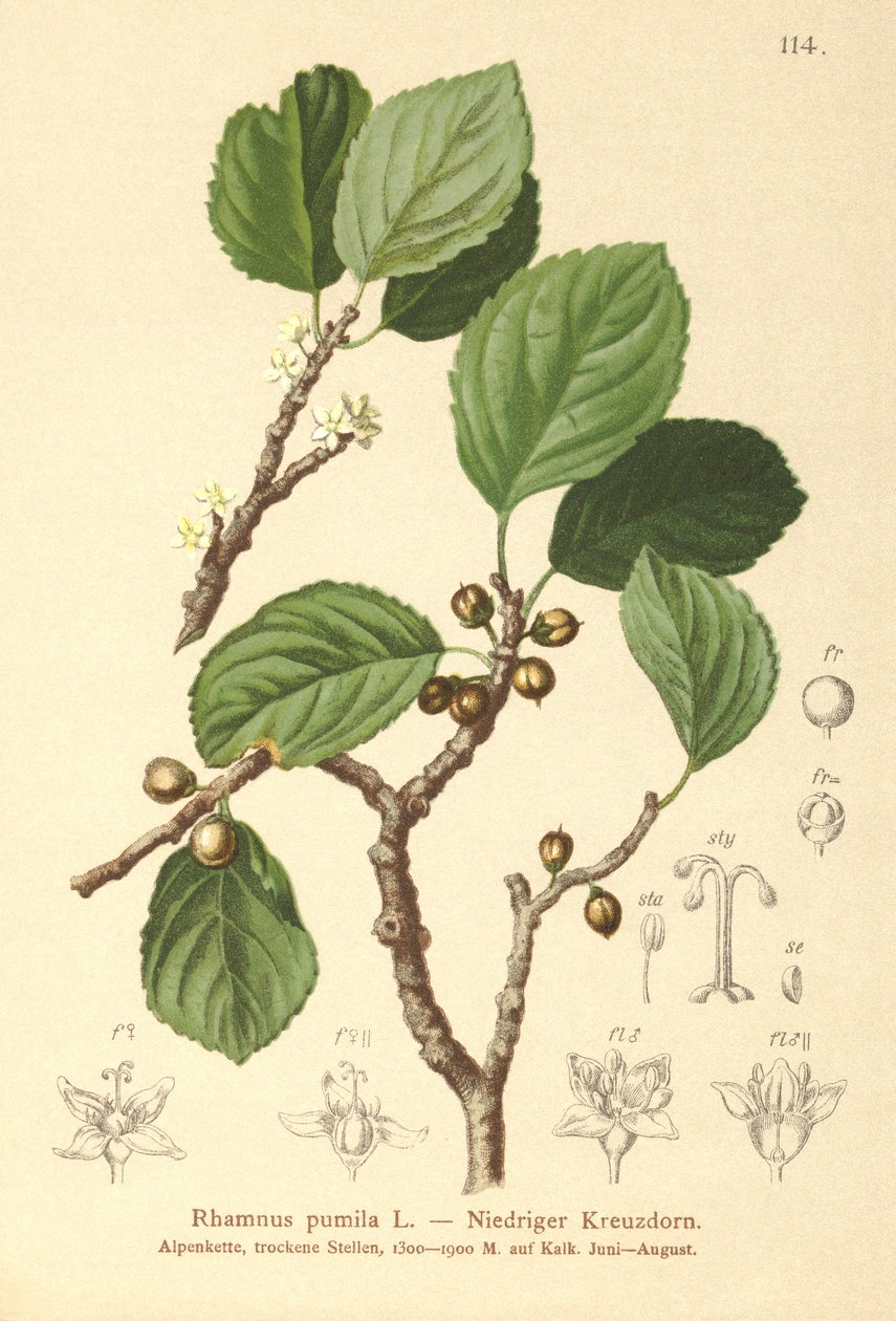 Dvergtorn (Rhamnus pumila) av German School
