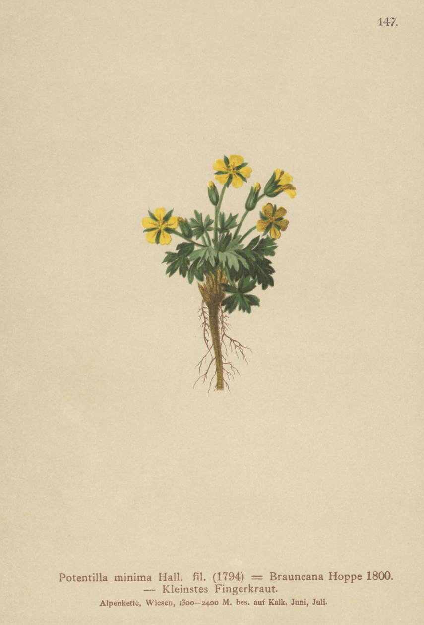 Dvergcinquefoil (Potentilla minima, Potentilla Brauneana, Potentilla dubia) av German School