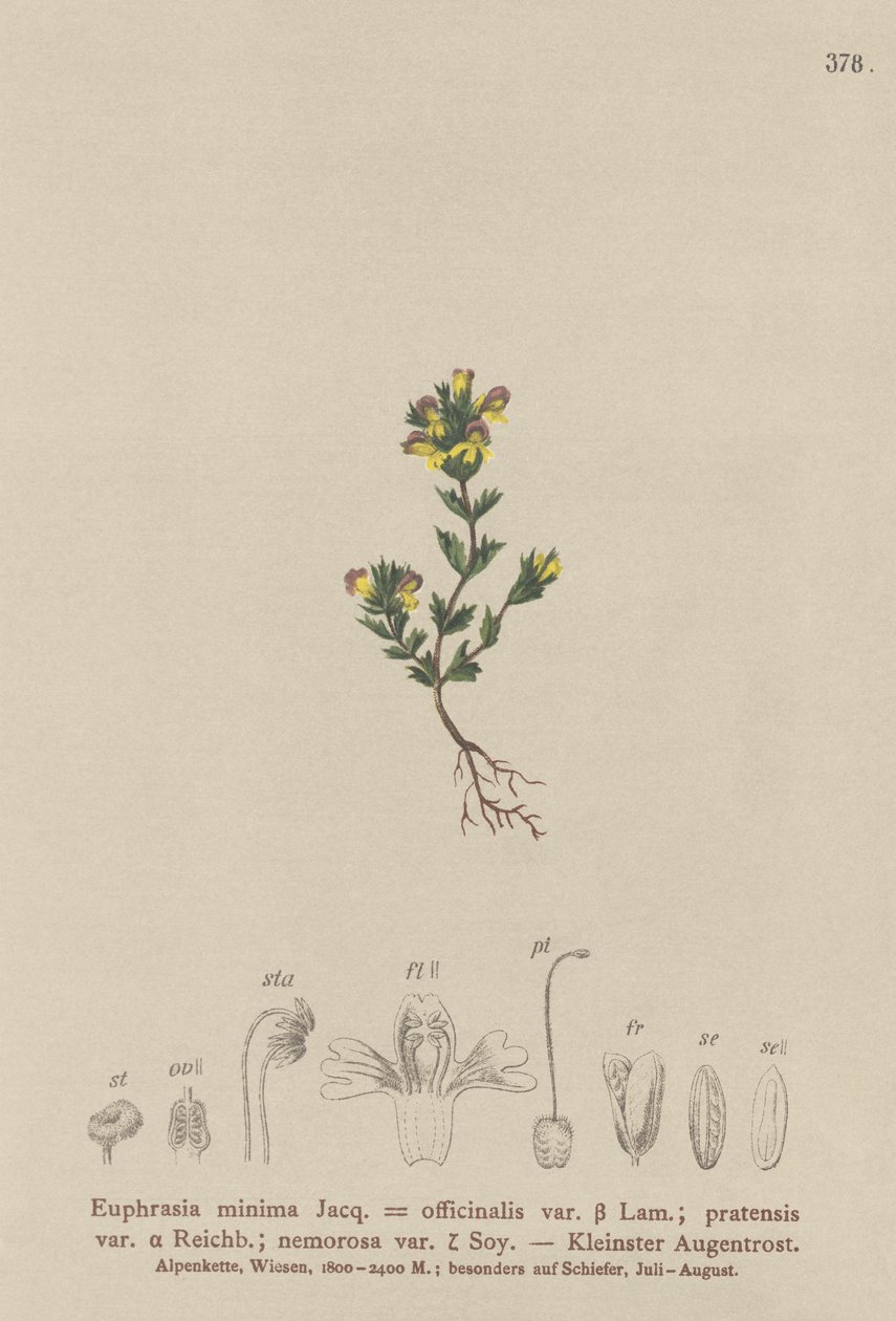 Dvergøyentrøst (Euphrasia minima, Euphrasia officinalis, Euphrasia pratensis var. nemorosa) av German School