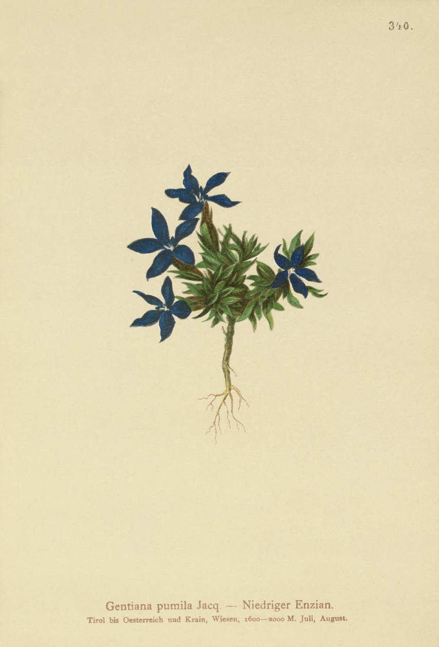 Dverggentian (Gentiana pumila) av German School