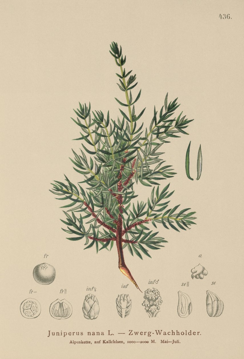Dvergeebær (Juniperus nana, Juniperus communis subsp. nana, Juniperus communis var. saxatilis) av German School