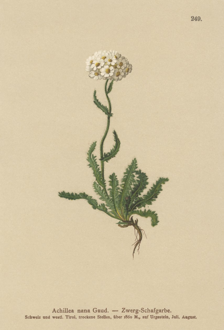 Dvergmilfoil av German School