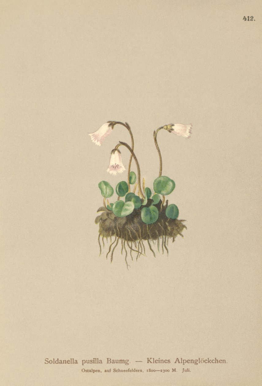 Dvergsnøklokke (Soldanella pusilla, Soldanella alpicola) av German School