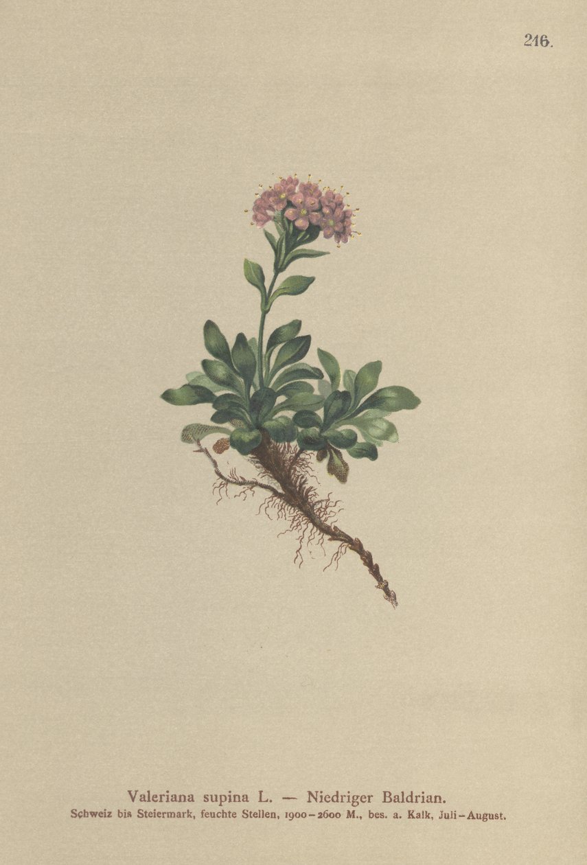 Dvergvalerian (Valeriana supina) av German School