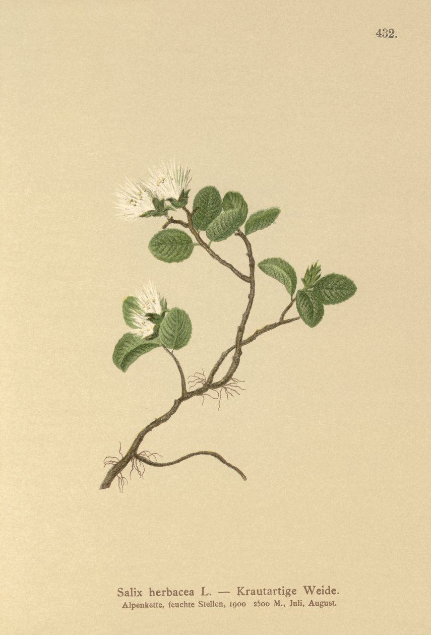 Dvergpil (Salix herbacea) av German School