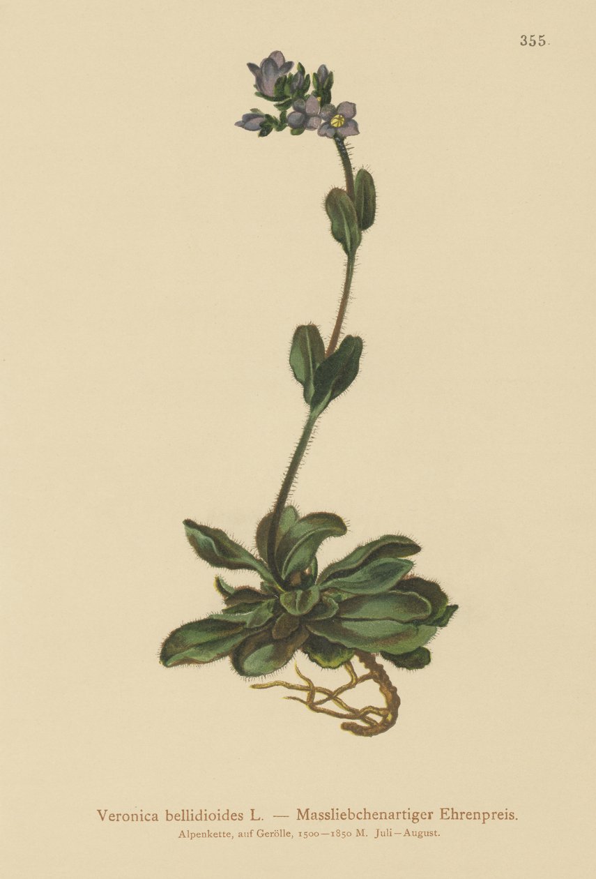 Dvergblå speedwell (Veronica bellidioides) av German School