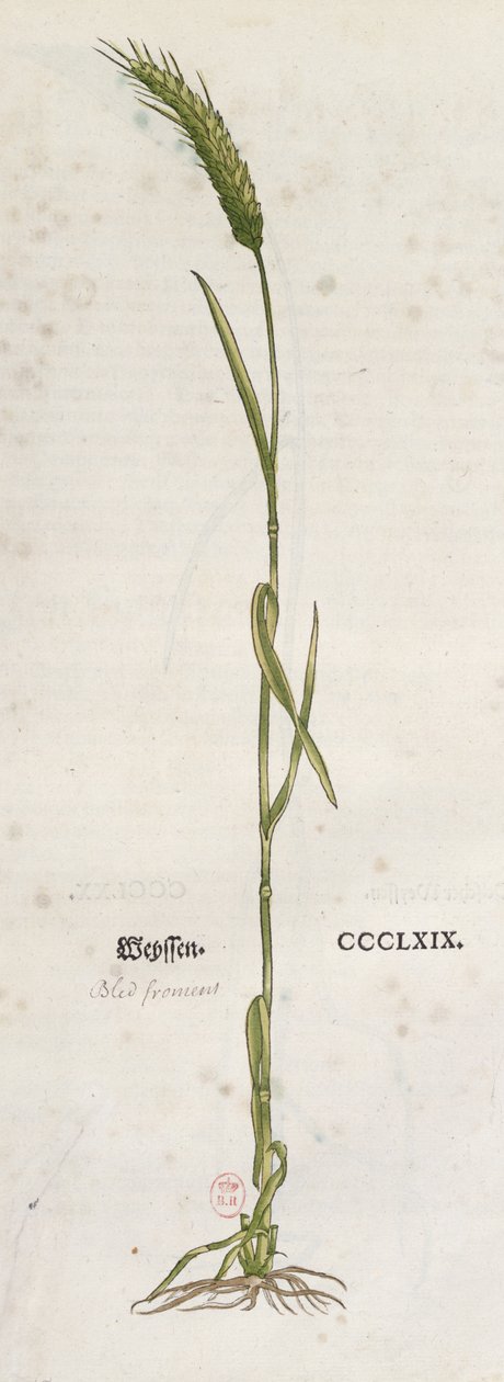 Hveteør, fra The Herbarium av Leonhart Fuchs (1501-66), utgitt i Basel, 1555 (fargegravering) av German School