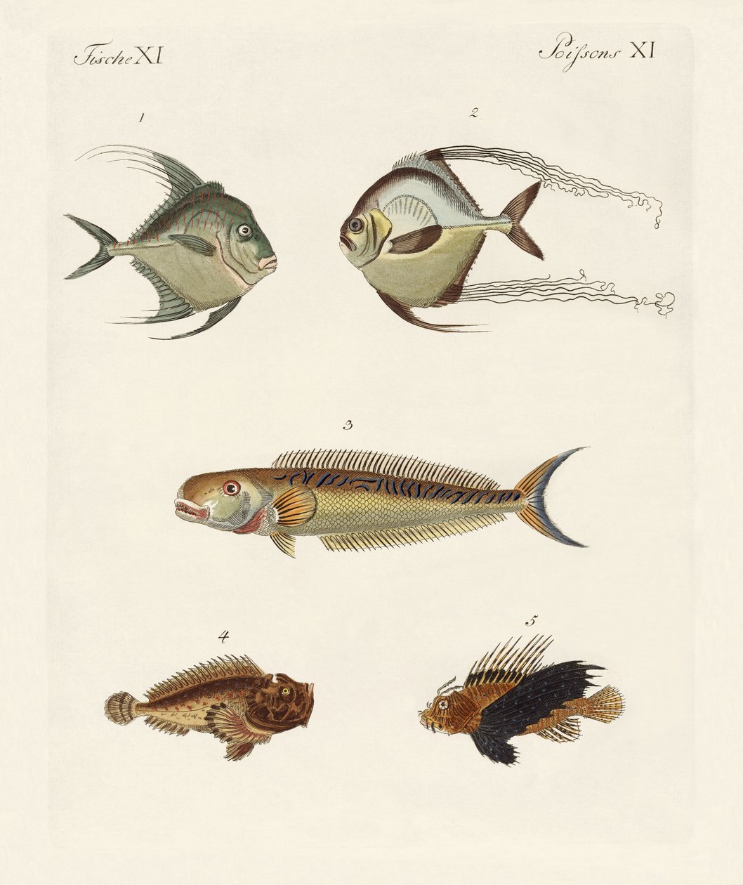 østindisk fisk av German School