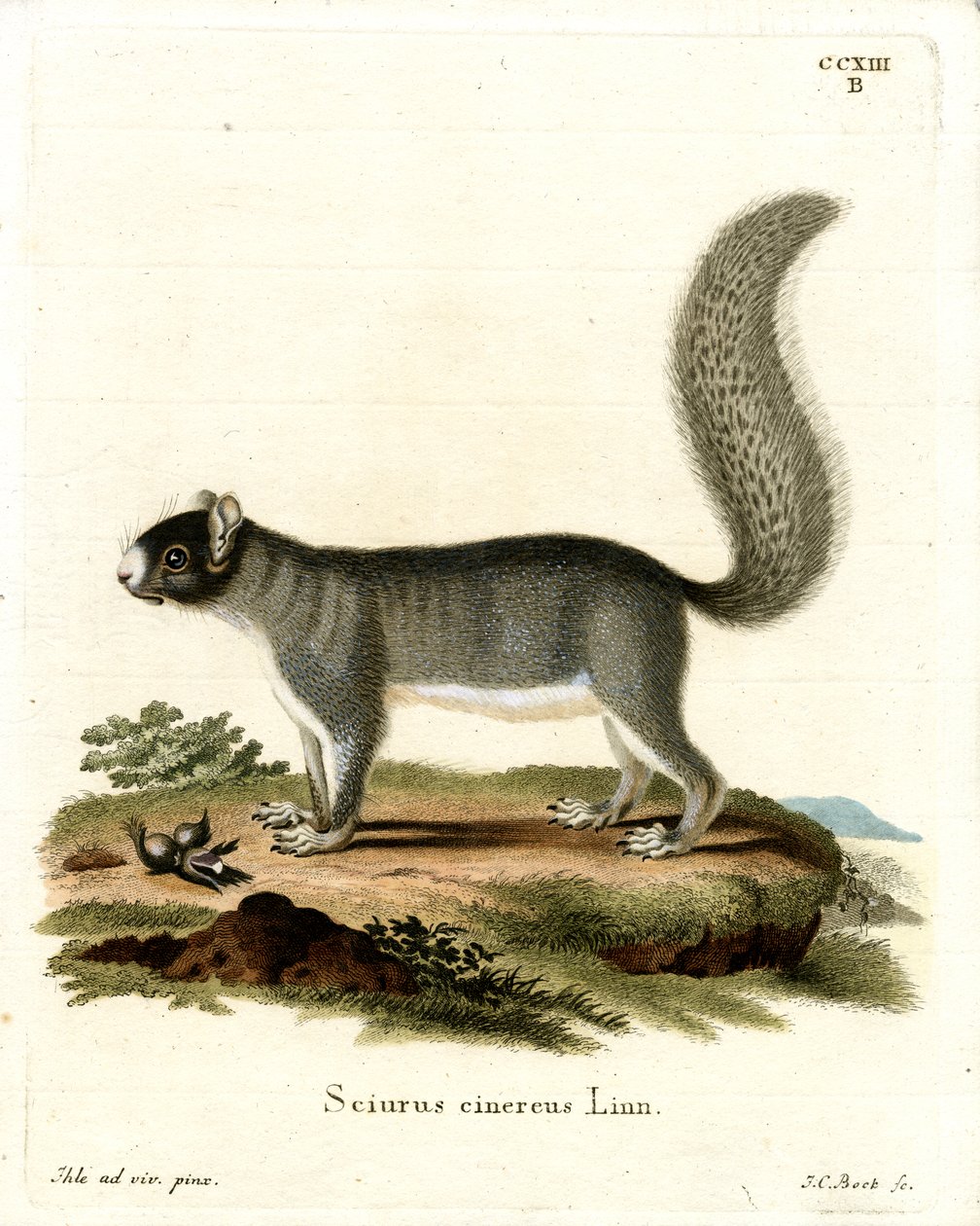 Eastern Grey Squirrel (farget gravering) av German School