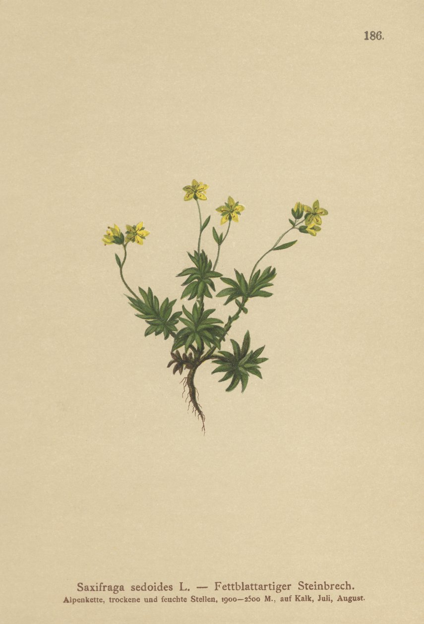 Eastern Saxifrage (Saxifraga sedoides) av German School