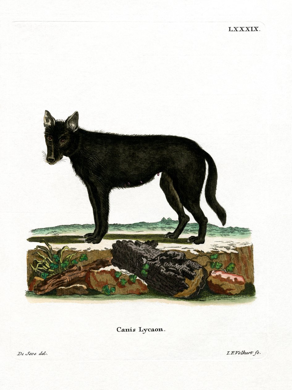 Eastern Timber Wolf (farget gravering) av German School
