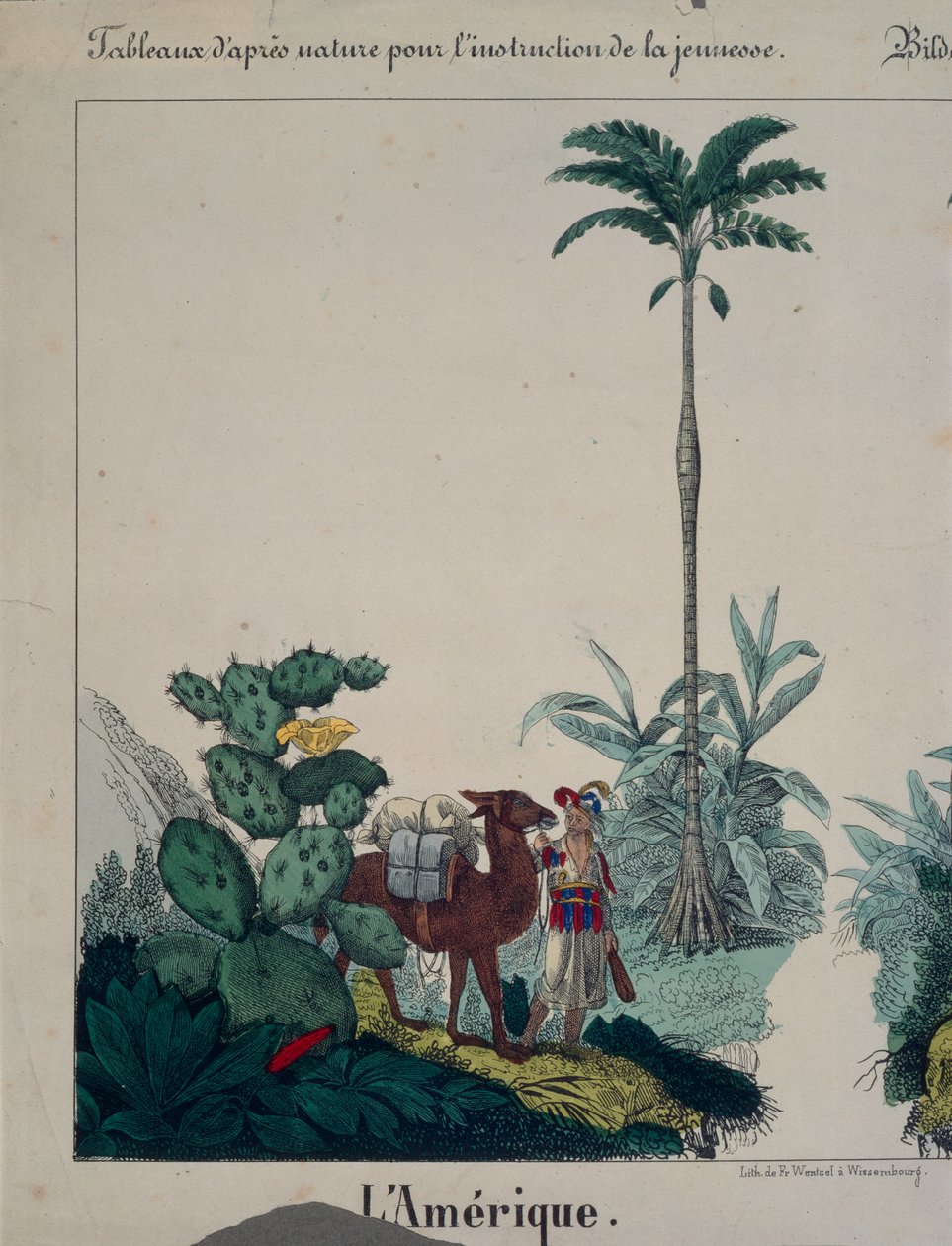Pedagogisk plakat med flora og fauna i Sør-Amerika, venstre side, utgitt av F. Wentzel, Weissenburg, 1840 (se også 379942) av German School