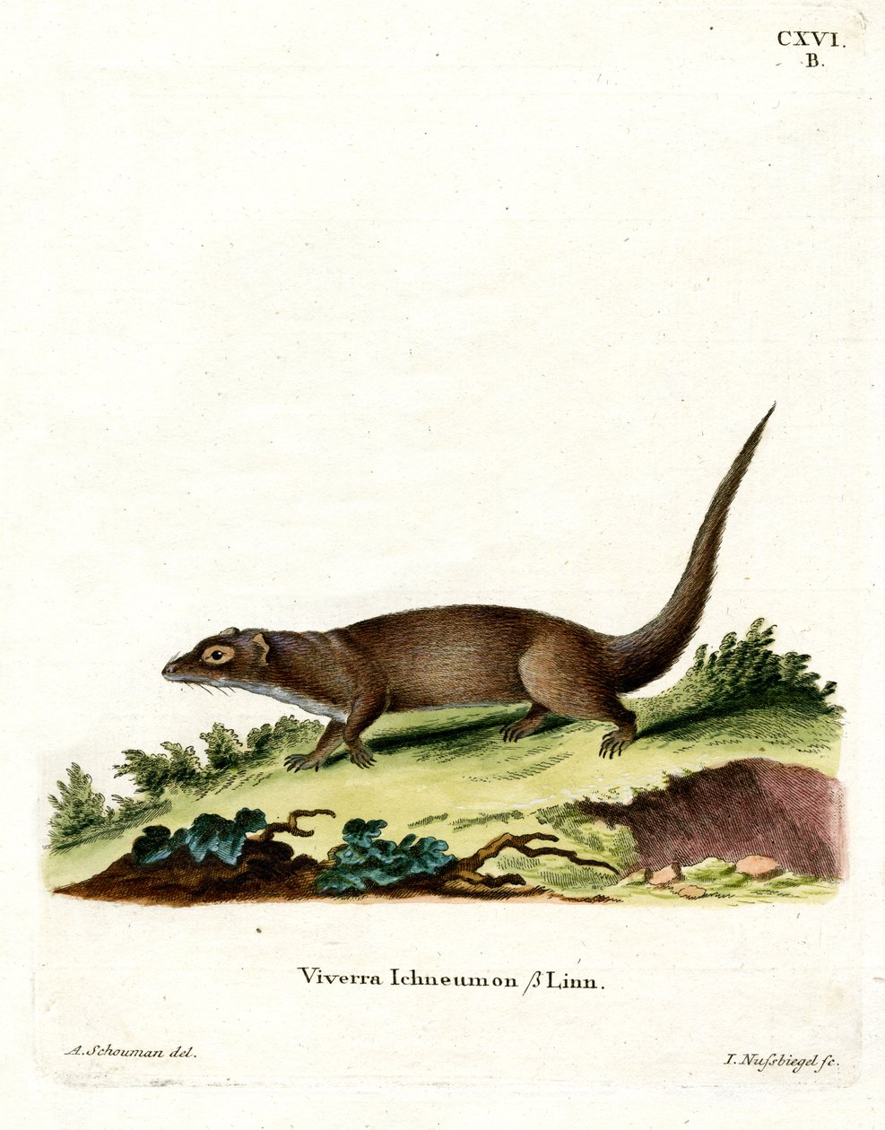 Egyptisk Mongoose (farget gravering) av German School