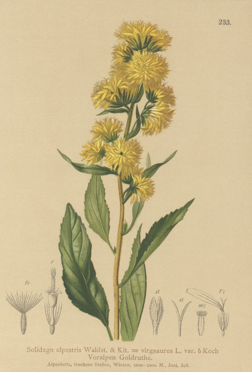 Europeisk gullris (Solidago alpestris, Solidago virgaaurea, Solidago virgaurea) av German School