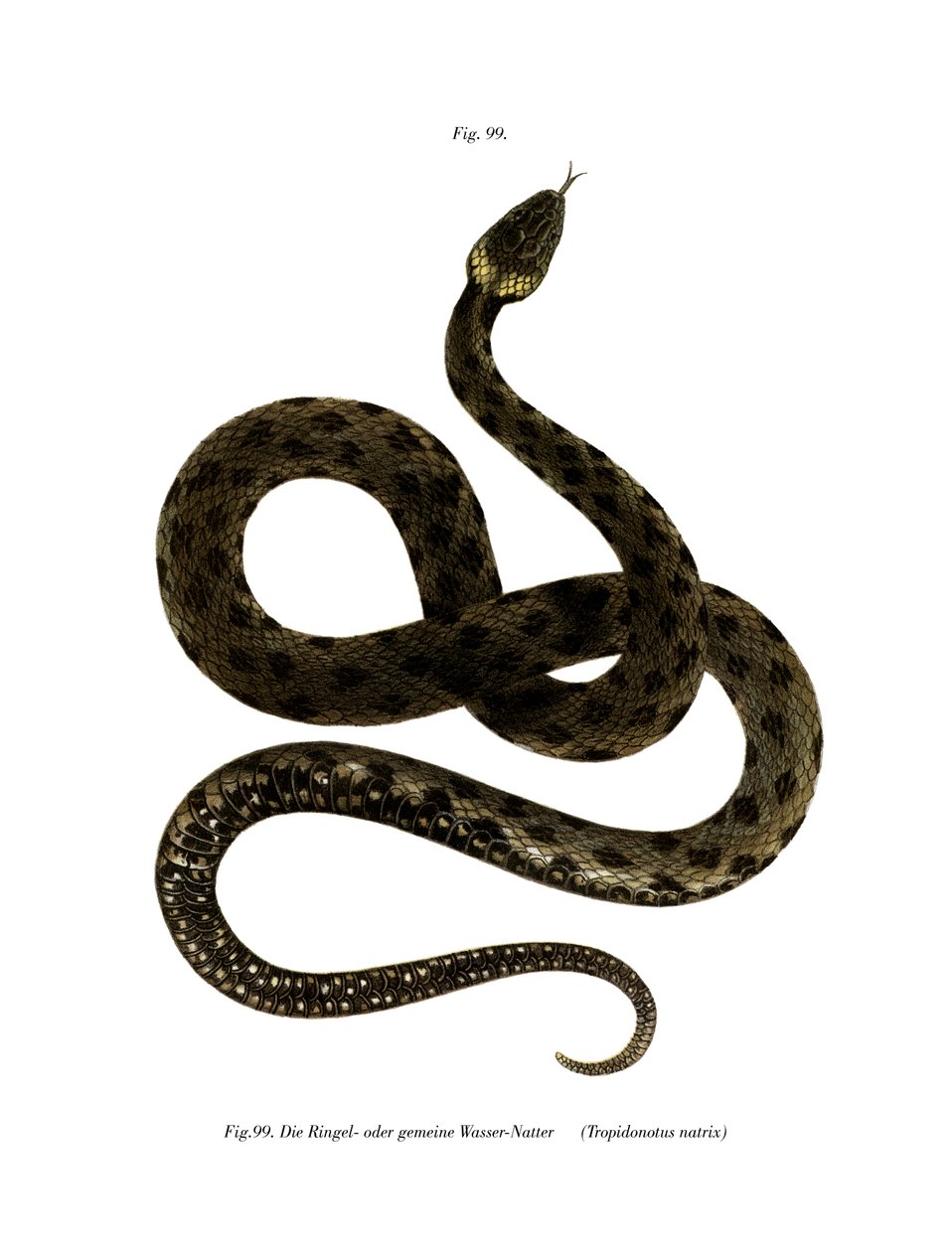European Grass Snake (farge litho) av German School