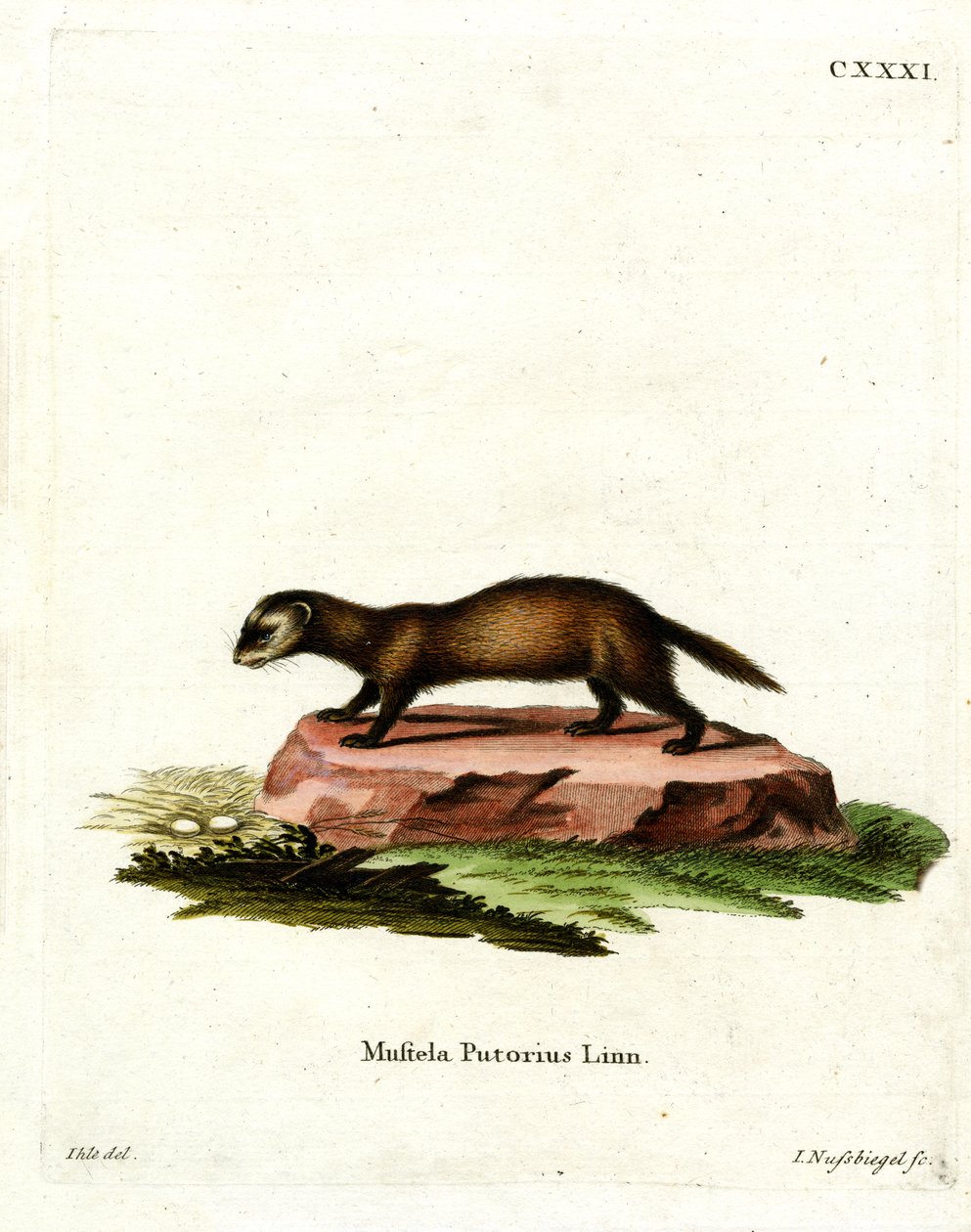 European Polecat (farget gravering) av German School