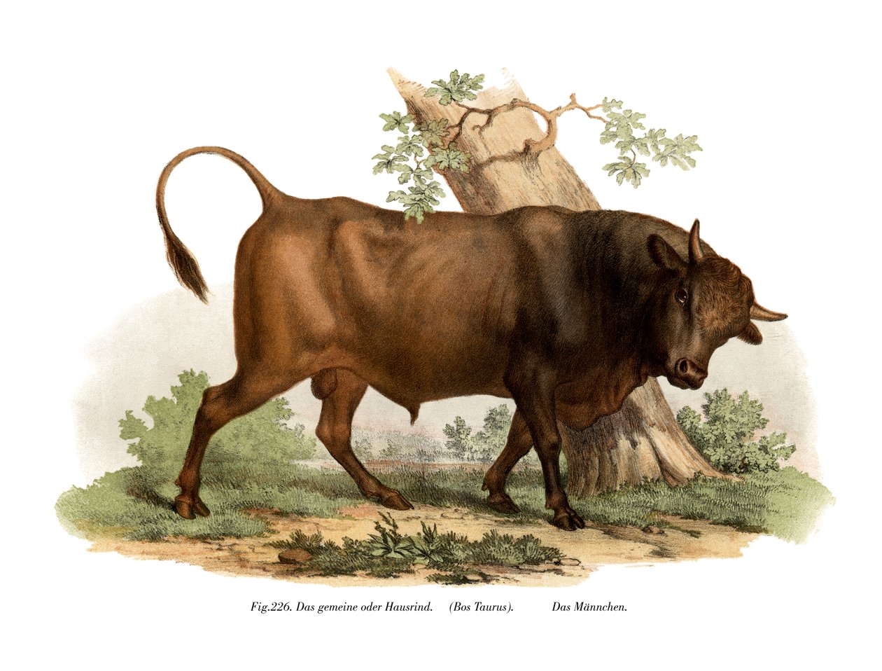 Europeisk storfe, 1860 av German School