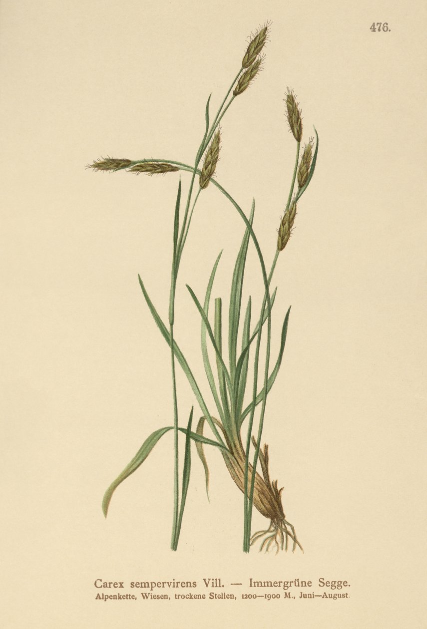 Eviggrønn sir (Carex sempervirens) av German School