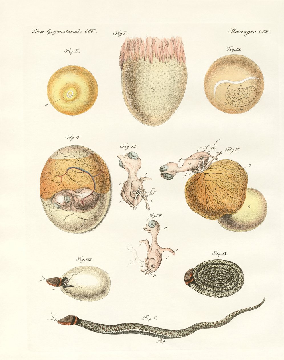 Evolusjon av høner, duer og slange fra egg (farget gravering) av German School