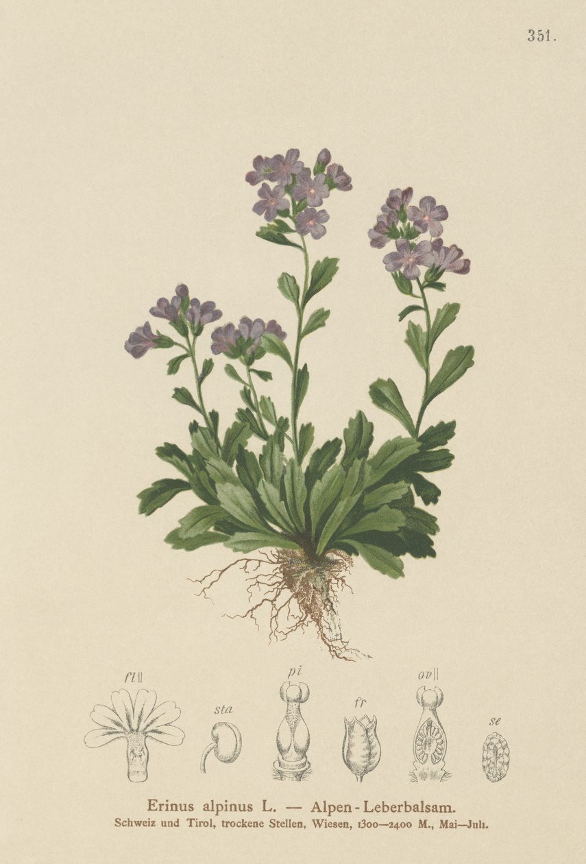 Fe revebjelle (Erinus alpinus) av German School