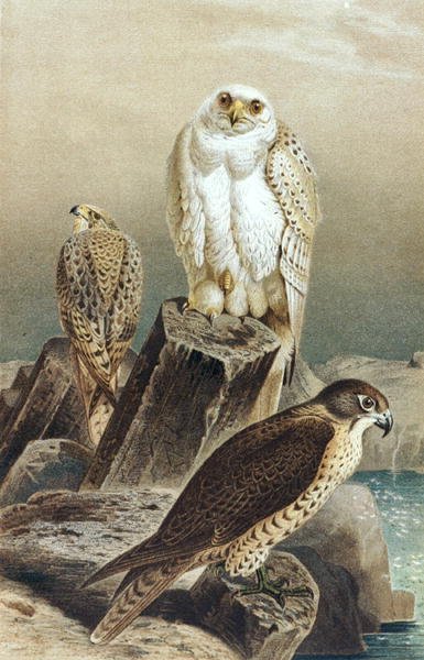 Falcon, plate fra "Brehms Tierleben: Allgemeine Kunde des Tierreichs", vol.6, s.215, utgitt av Bibliographisches Institut av German School