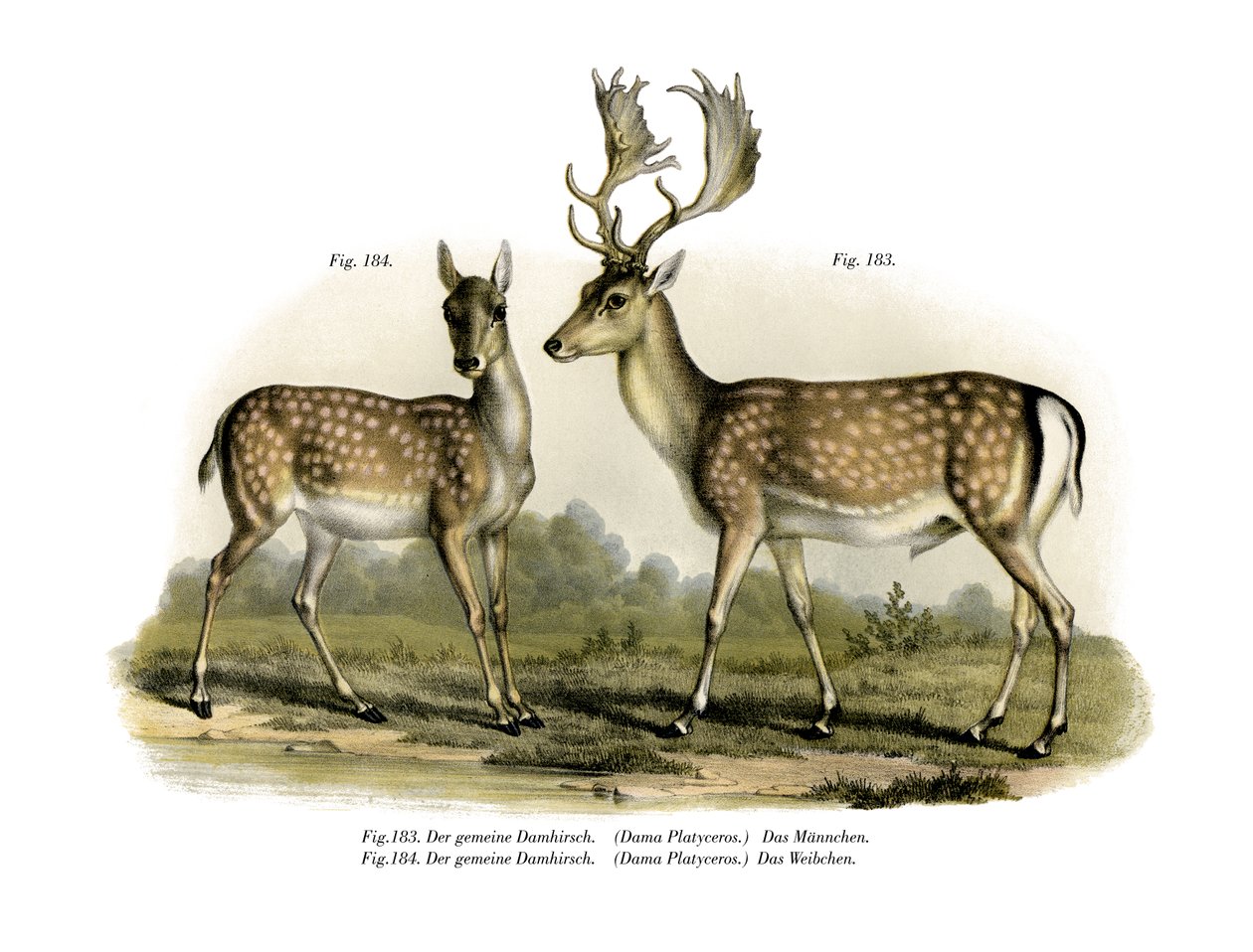 Dåhjort, 1860 av German School