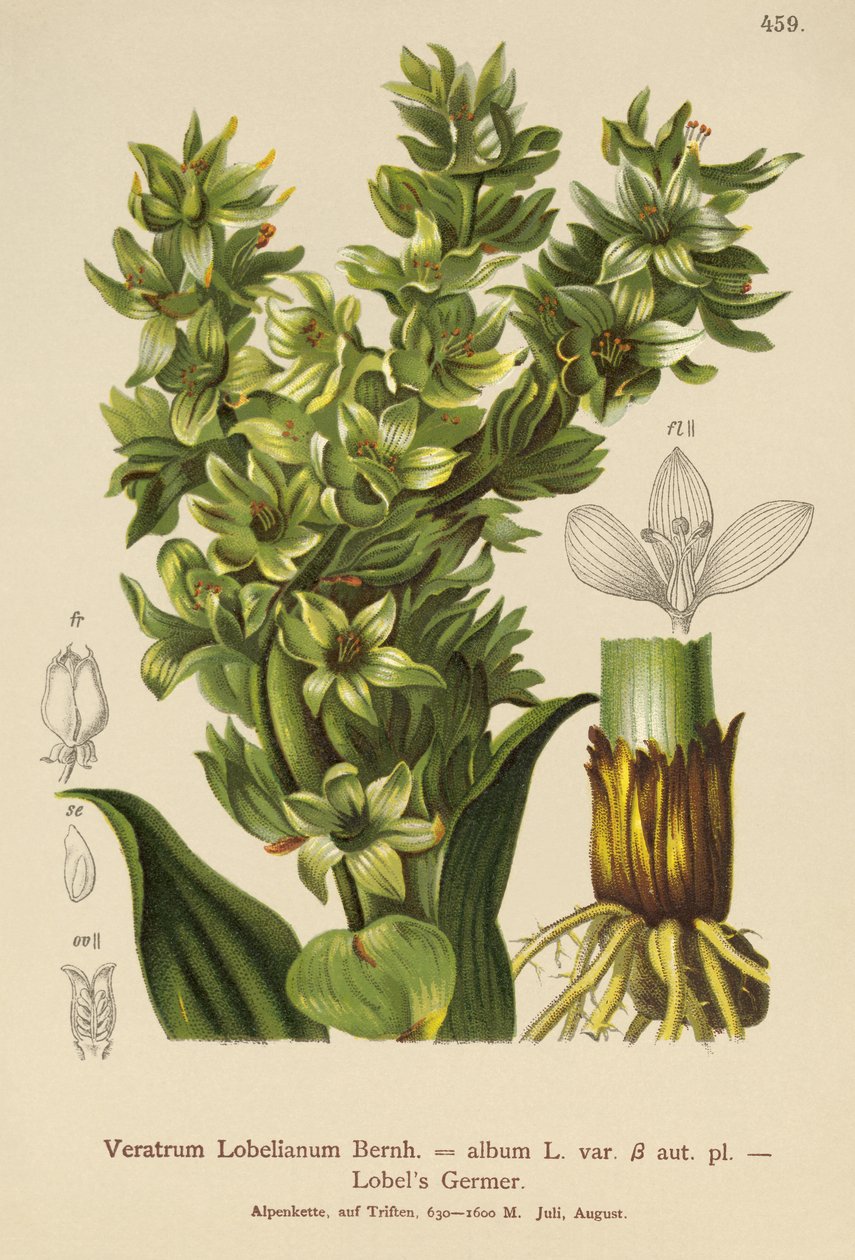 False Helleborine (Veratrum-album, Veratrum Lobelianum) av German School
