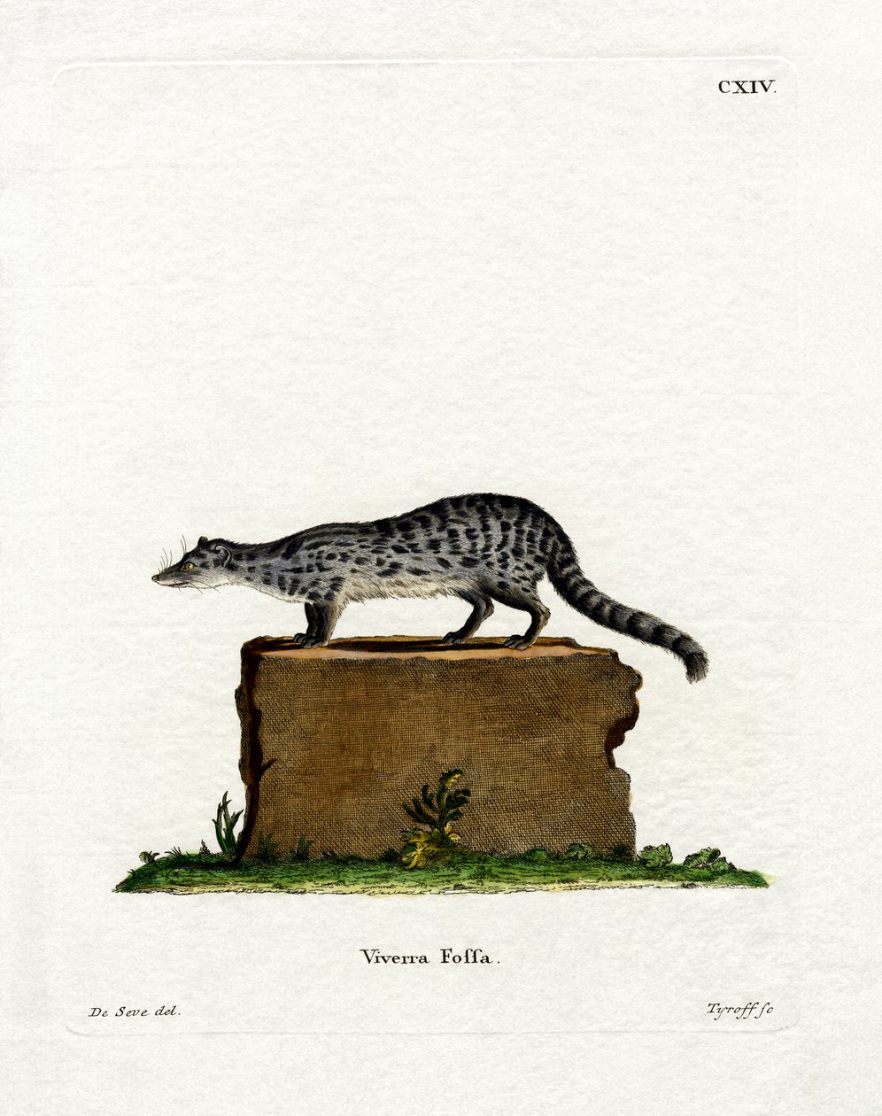 Fanaloka (farget gravering) av German School