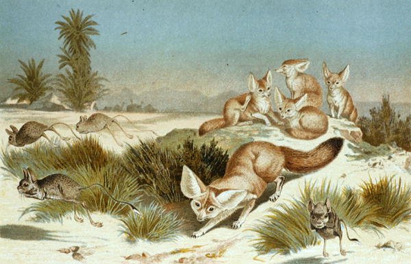 Fennec Fox, plate fra "Brehms Tierleben: Allgemeine Kunde des Tierreichs", vol.2, s.202, utgitt av Bibliographisches Institut av German School