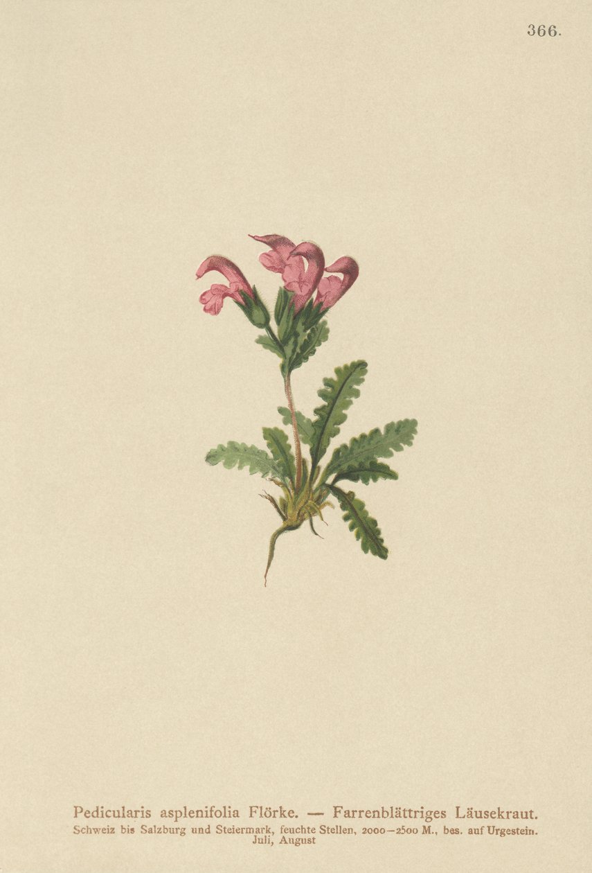 Bregnebladlusseurt (Pedicularis asplenifolia) av German School