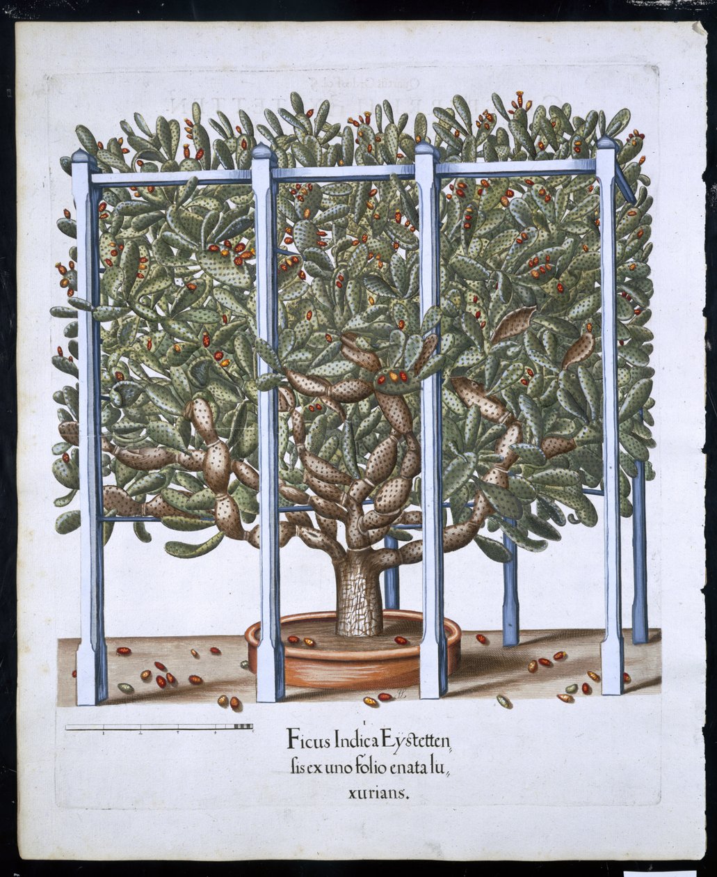 Ficus Indica Eystten fra Hortus Eystettensis av Basil Besler (1561-1629) pub. 1613 (håndfarget gravering) av German School