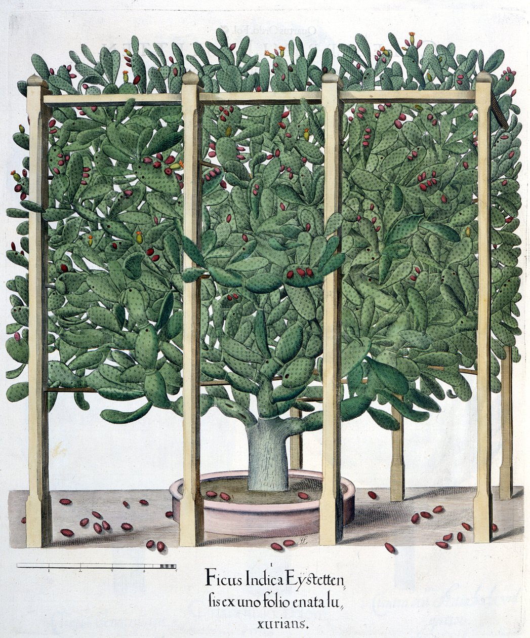 Ficus indica eystettensis, fra Hortus Eystettensis av Basil Besler (1561-1629), pub. 1613 av German School