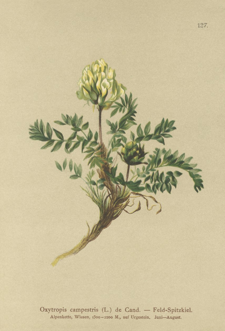 Åkergress (Oxytropis campestris) av German School
