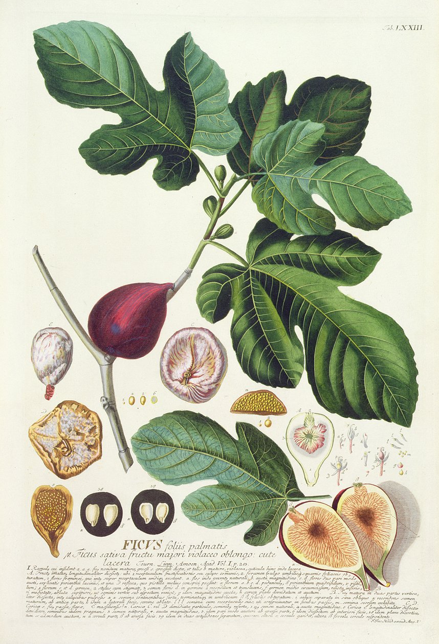 Fig, gravert av Johann Jakob Haid (1704-67) plate 73 fra en botanisk bok, pub. av Augustus Vind av German School