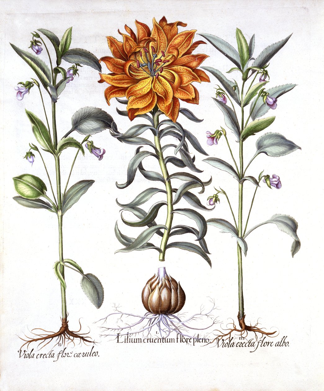 Fire Lily and Viola, fra Hortus Eystettensis, av Basil Besler (1561-1629), pub. 1613 (håndfarget gravering) av German School