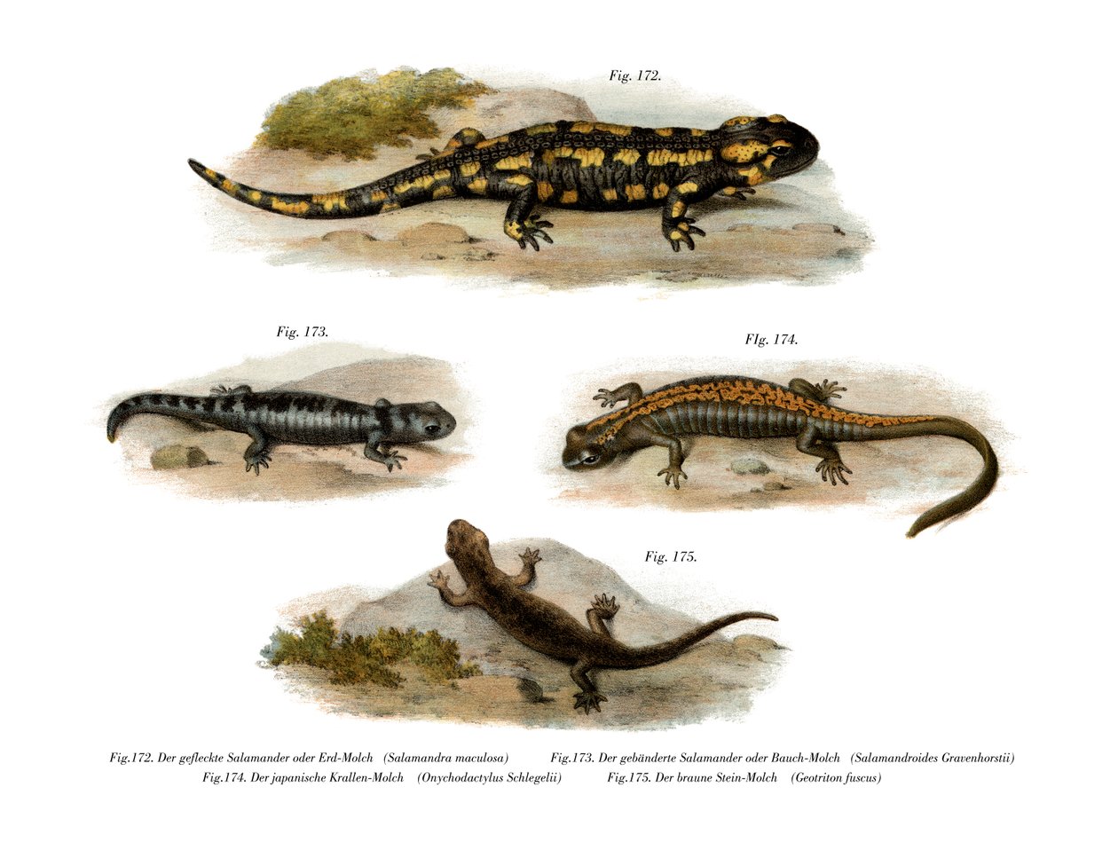 Brann Salamander av German School
